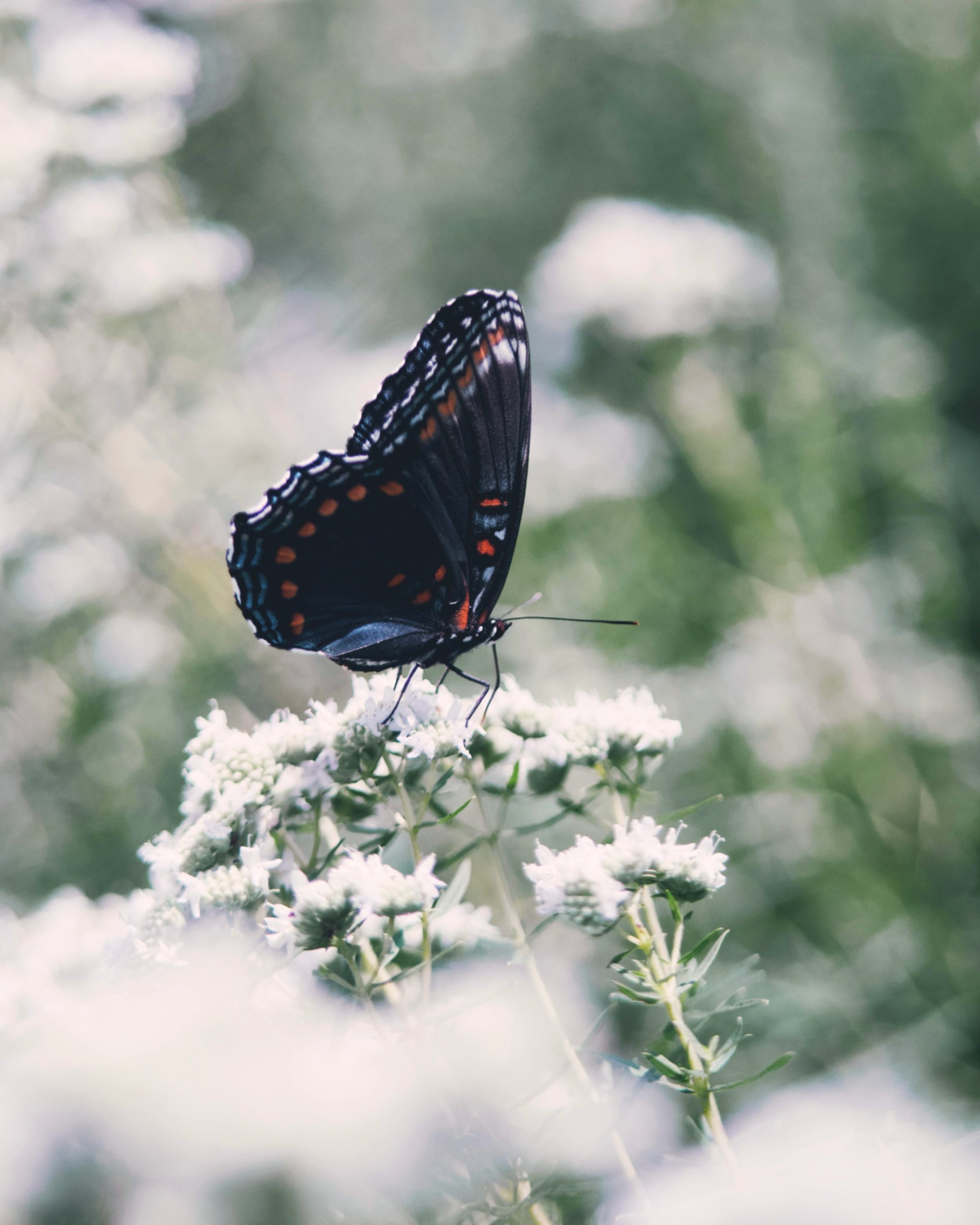 Butterflies and Moths of North America