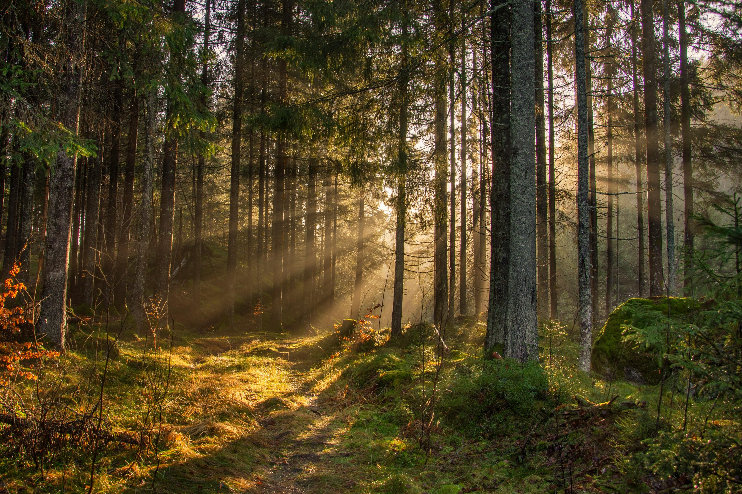 Take 5: The Forest Awakens - Nature Sounds