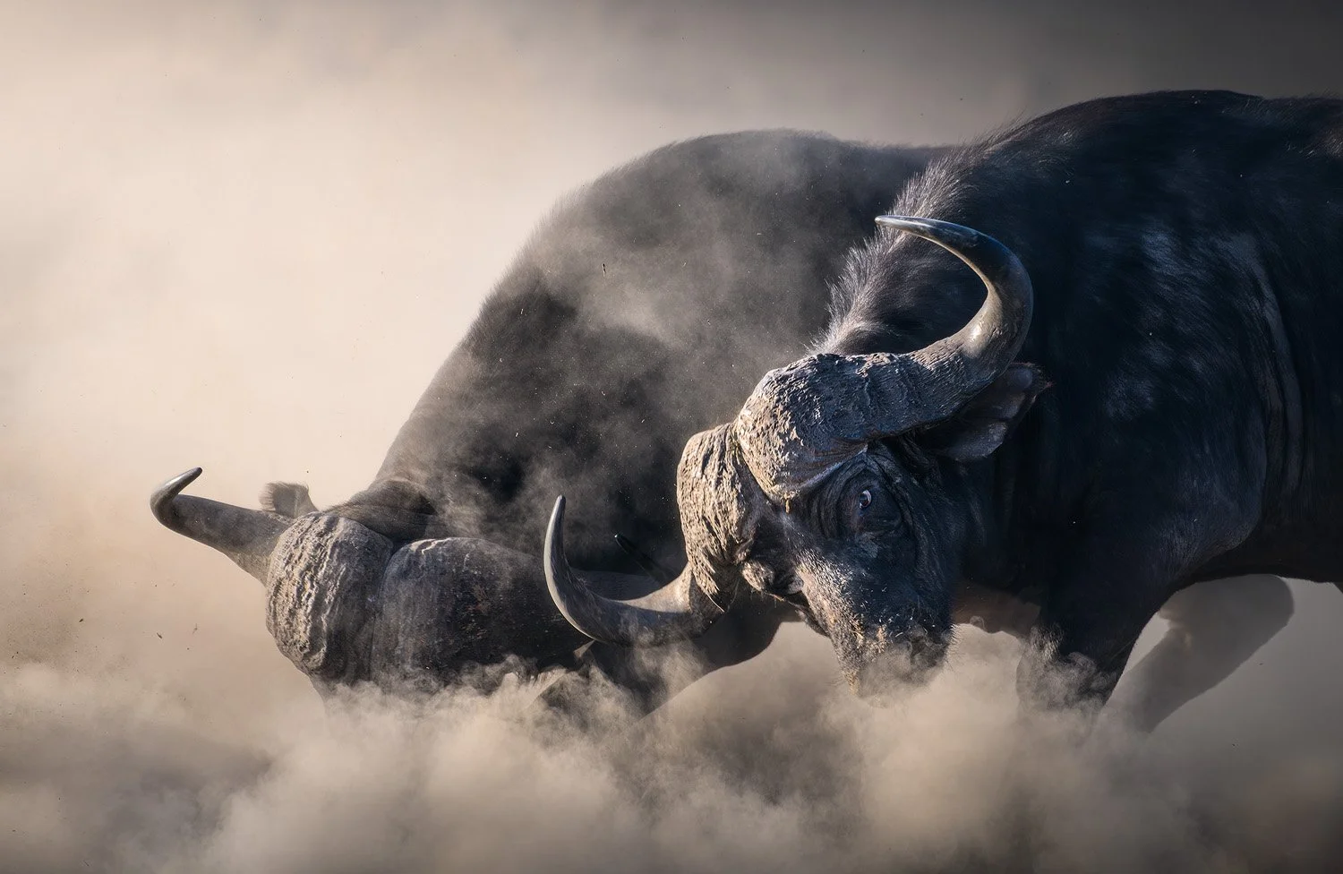Wildlife photograph by Mark Dumbleton