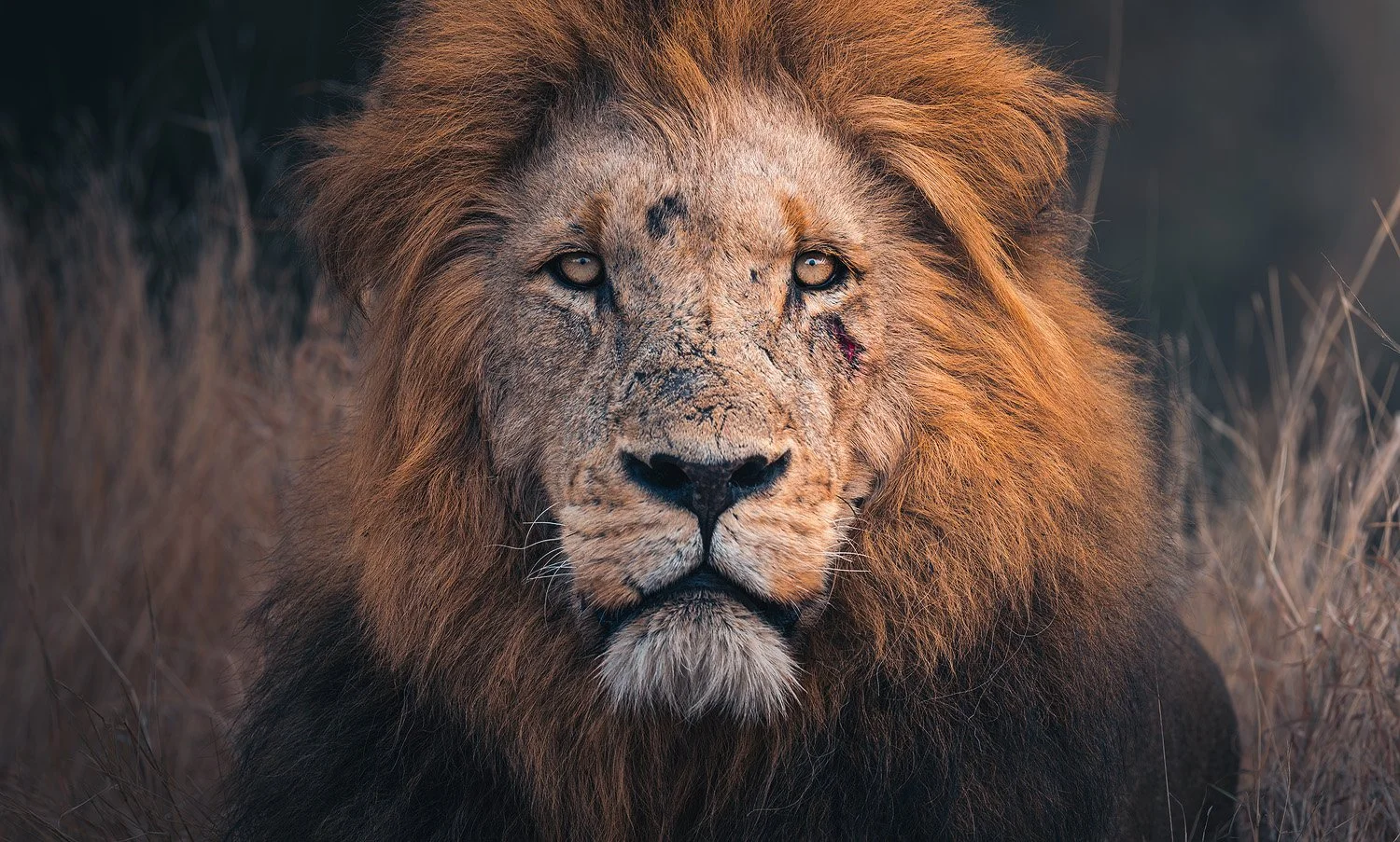 Wildlife photograph by Mark Dumbleton