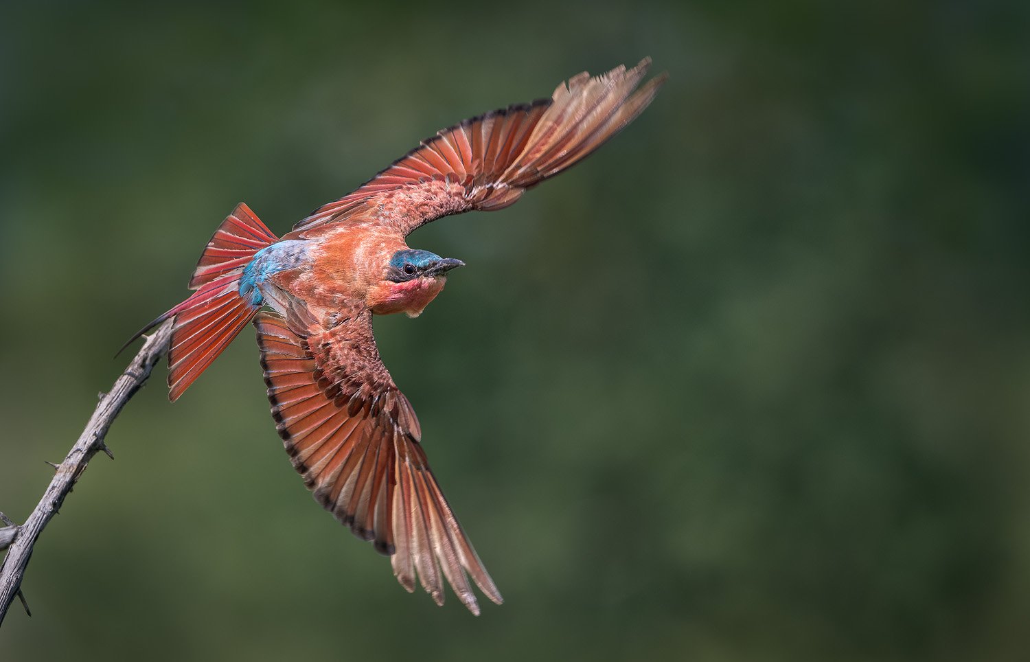 Wildlife photograph by Mark Dumbleton