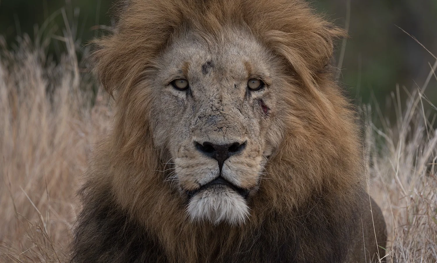 The same lion portrait as an unedited RAW file