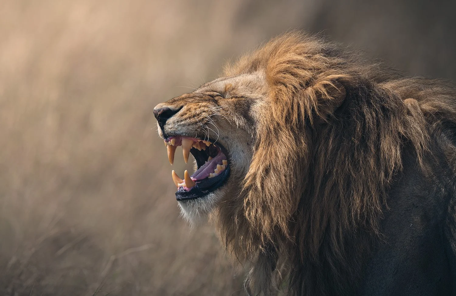 Wildlife photograph by Mark Dumbleton