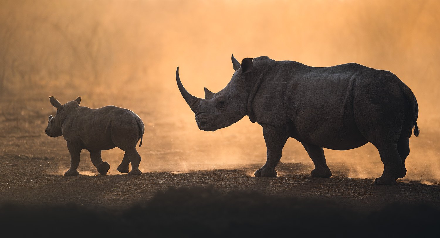 Wildlife photograph by Mark Dumbleton