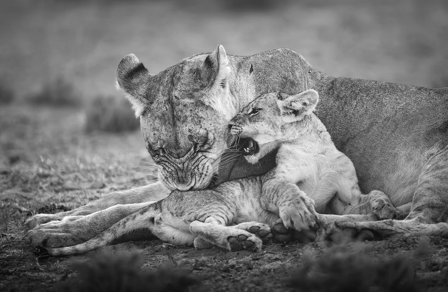 Wildlife photograph by Mark Dumbleton
