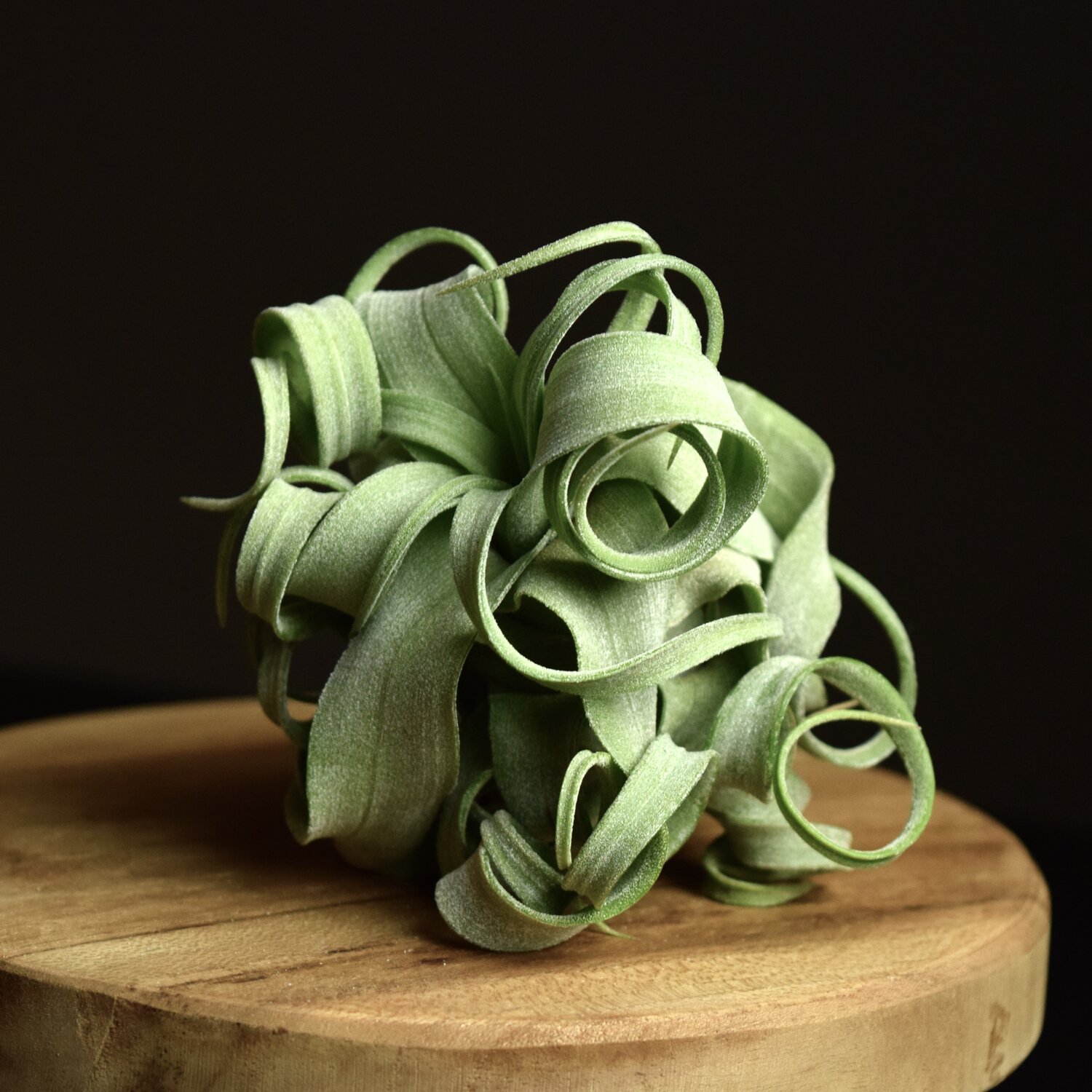 Tillandsia streptophylla