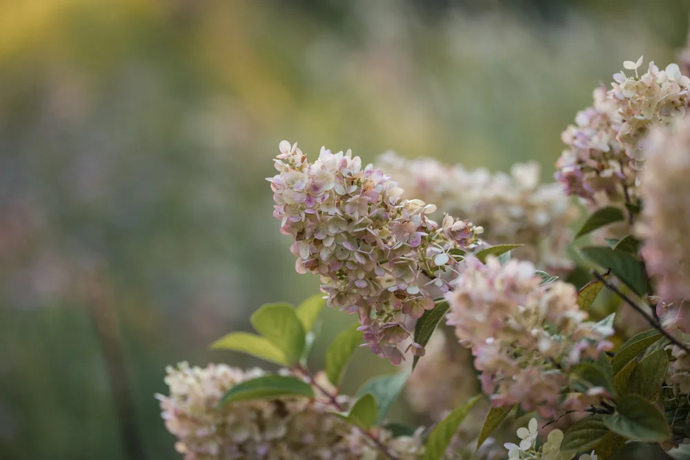 Close-up botanical DSLR photo of soft blush-pink hydrangea blossoms and green garden foliage at Tower Hill Botanic Garden, Boylston, MA