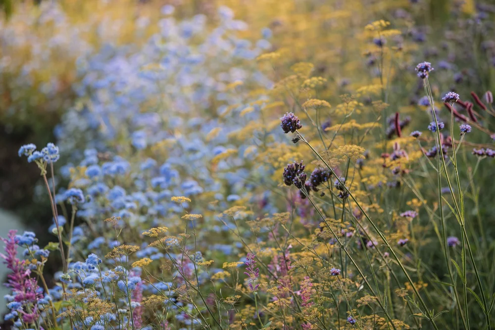 Purple New England asters and yellow goldenrod blooming in the wildflower meadow at Tower Hill Botanic Garden in Boylston, Massachusetts