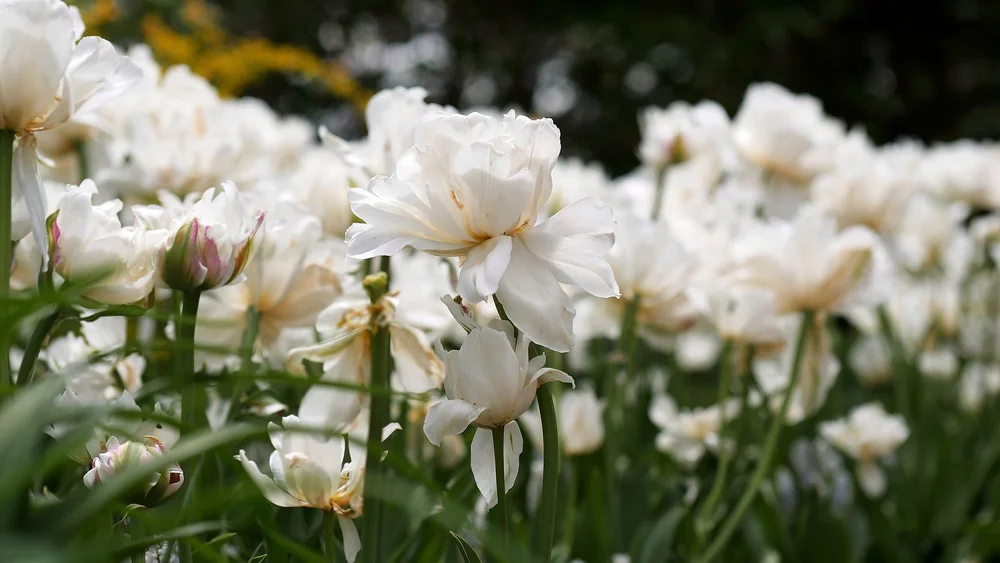 Close-up of white spring blossoms in the gardens at Tower Hill Botanic Garden, Boylston, MA