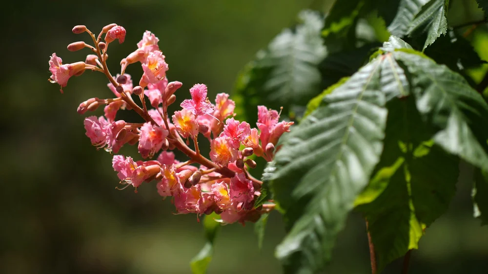 Crimson flowering tree blossoms and green leaves at Tower Hill Botanic Garden in Boylston, MA