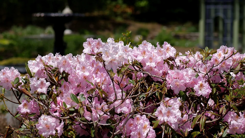 Pink rhododendrons blooming along a garden border at Tower Hill Botanic Garden wedding venue in Boylston, MA