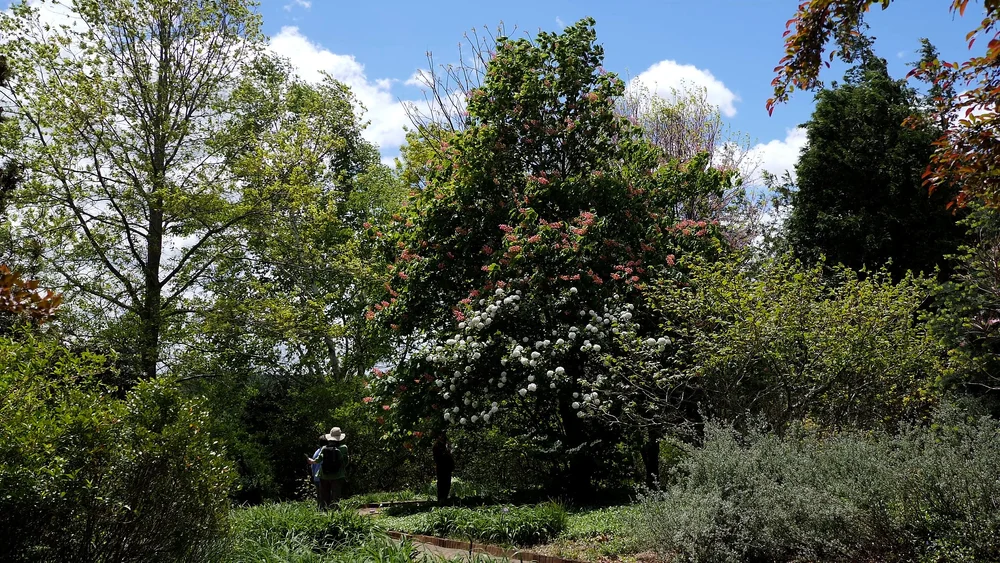 Sunlit garden hedgerow and flowering tree canopy at Tower Hill Botanic Garden in Boylston, MA