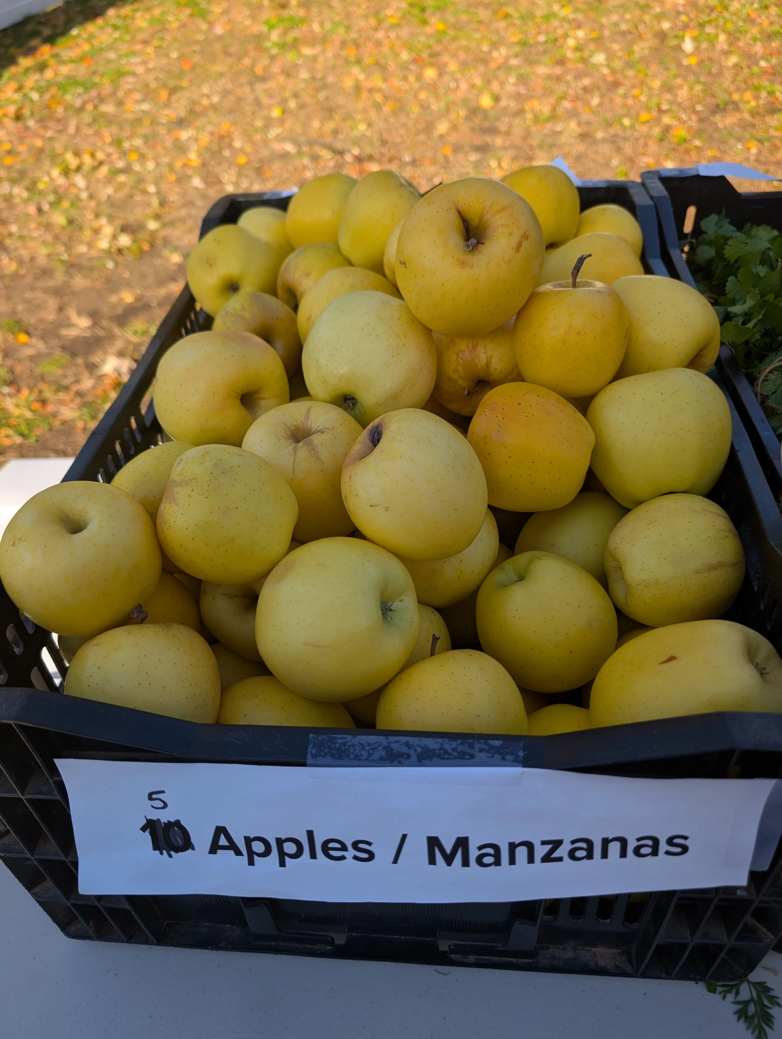 Fresh apples available through Give Food Give Hope