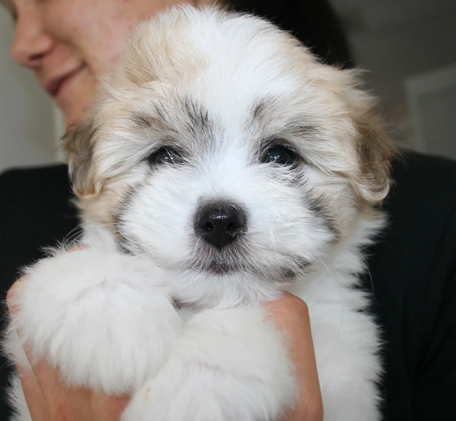 Small white and tan puppy