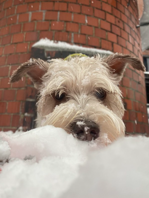 Dog resting its head beside a brick wall