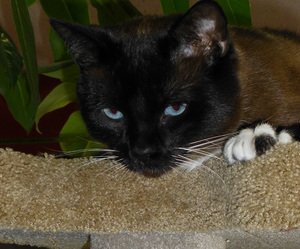 Black and white cat resting