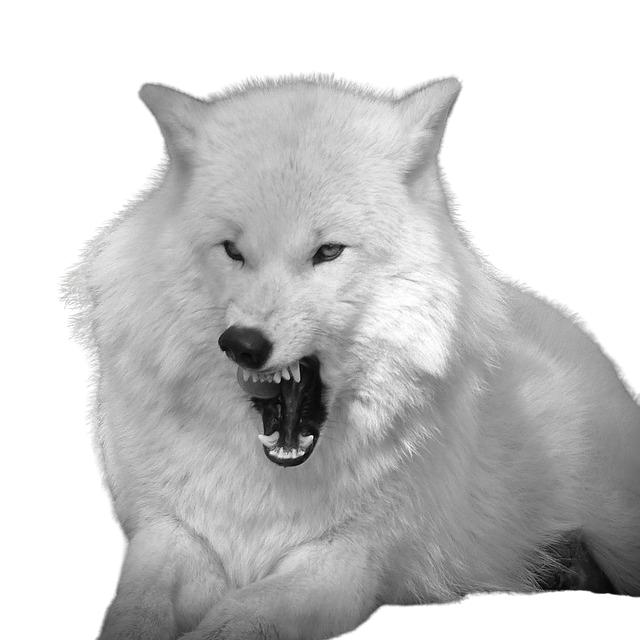 Dog Growling