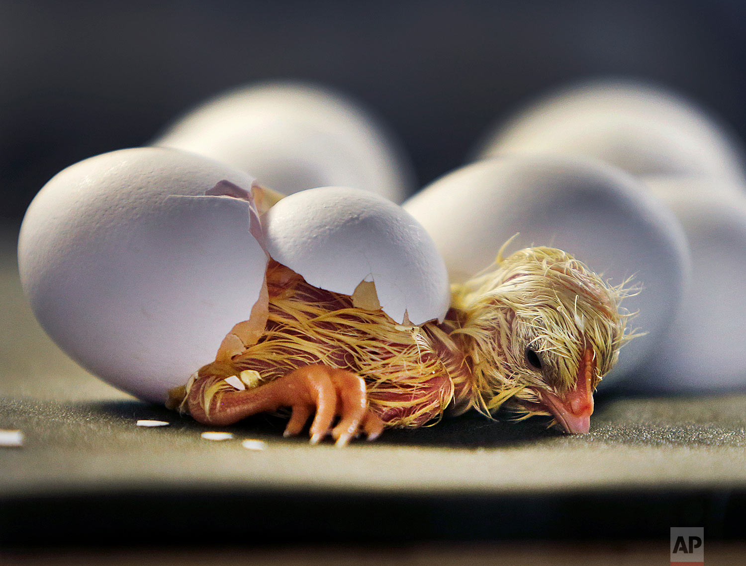 Hatching eggs. Птенец вылупившийся из яйца. Птенец вылупляется из яйца. Цыпленок вылупляется из яйца. Цыпленок вылупился.