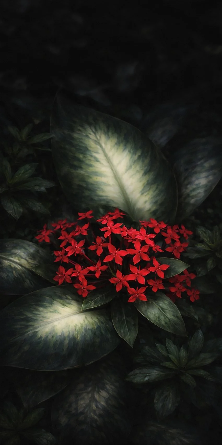 Dreaming of the Garden, Hainan