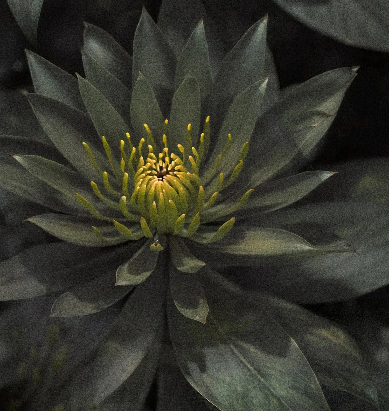 Details, Dreaming of the Garden II, Hainan