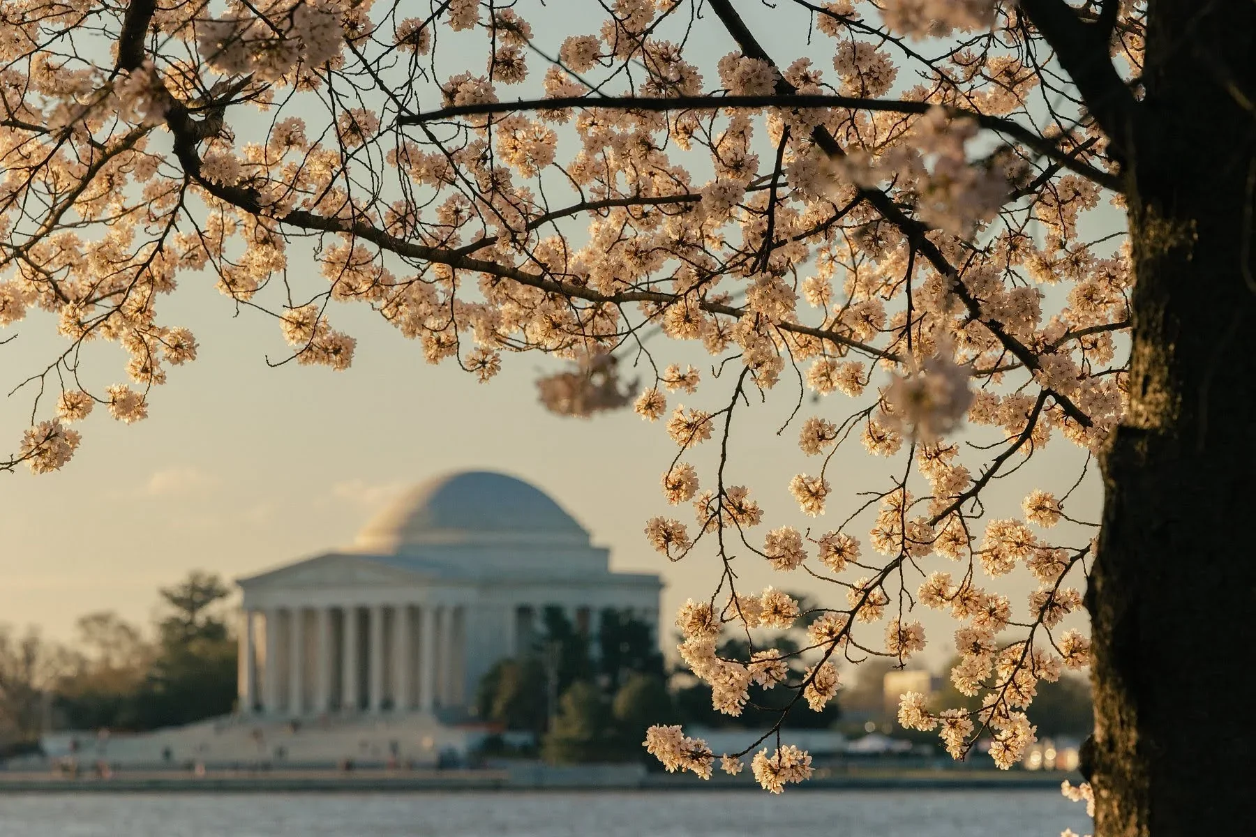 Jefferson Memorial framed by cherry blossoms at the Tidal Basin, Washington DC destination photography for hotel marketing