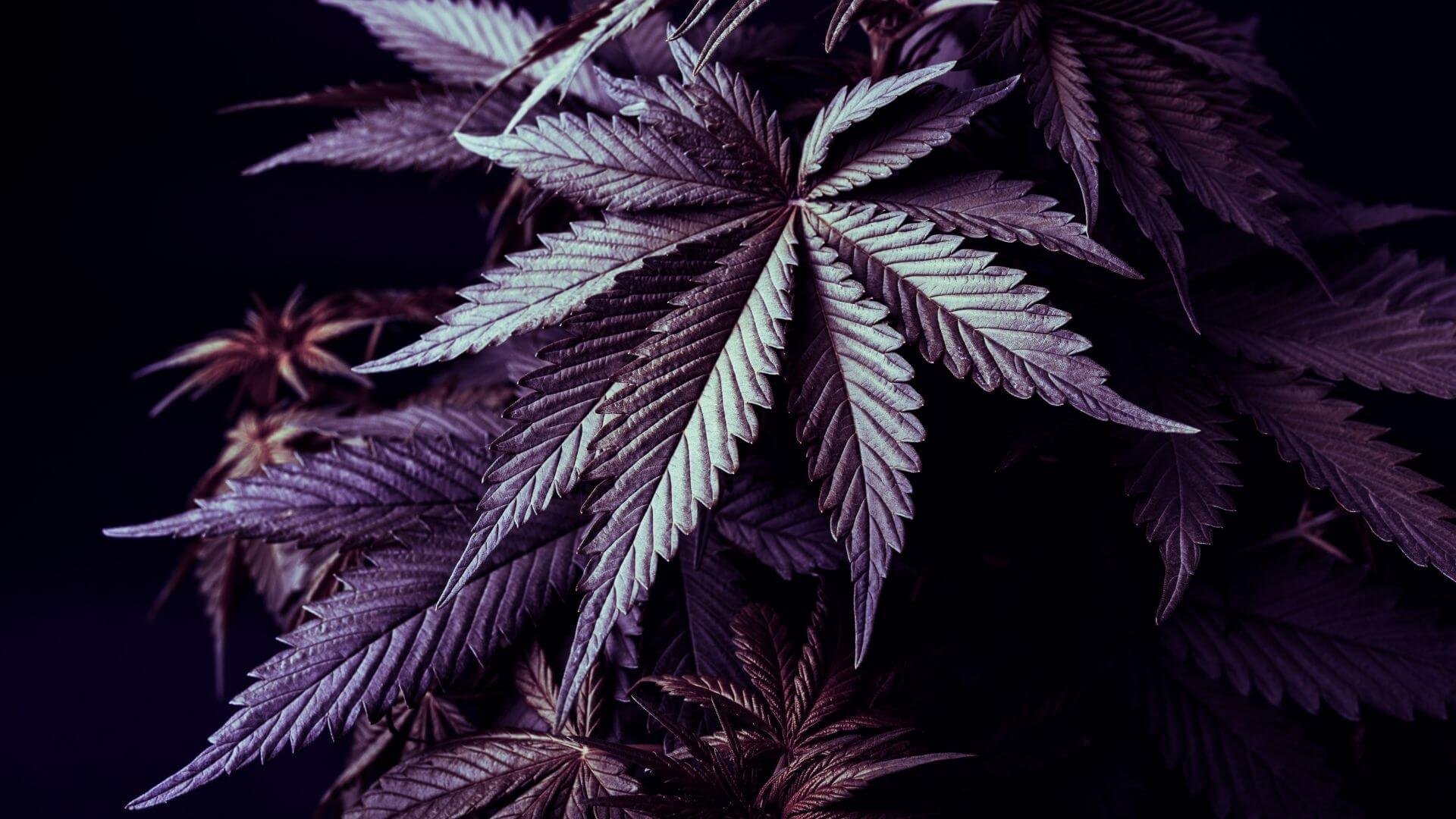 Is Purple Weed Good?