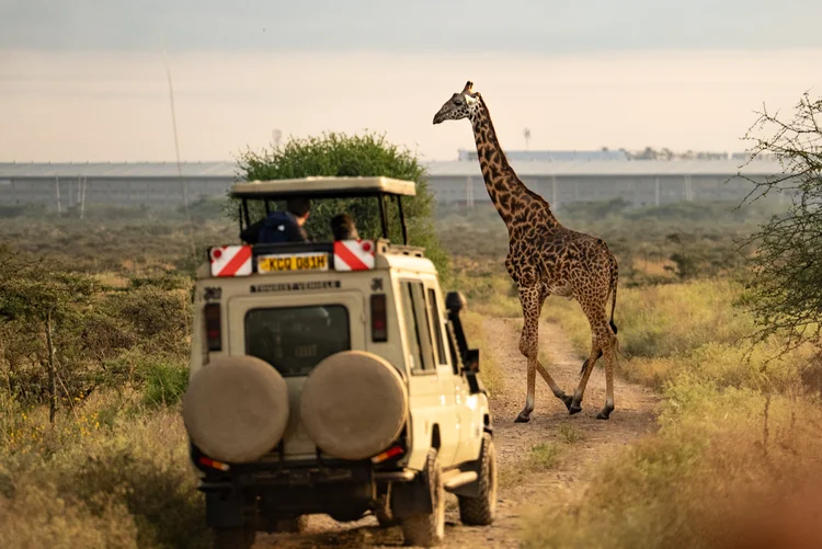 Giraffe next to a safari truck in Kenya