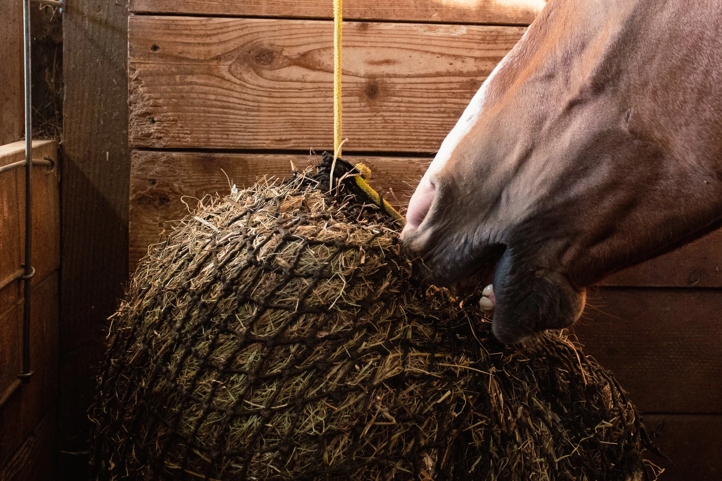 Small Hay Net hanging in a stall at Zoe Woodland Performance Horses