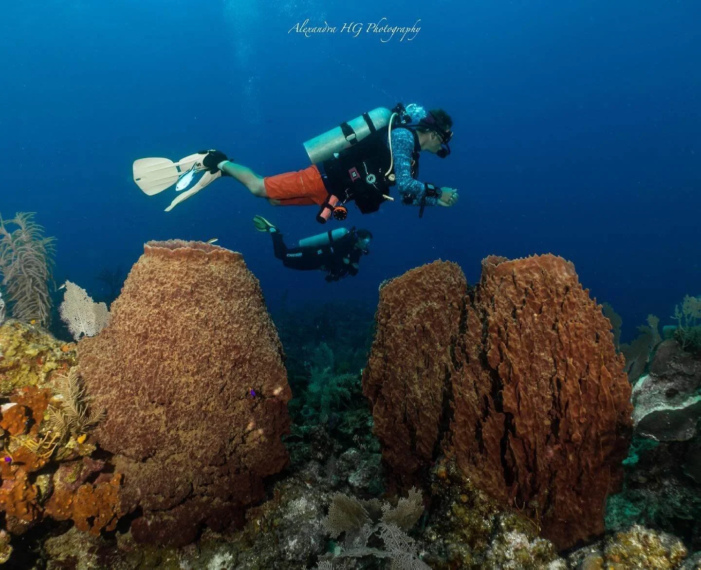 Recreational scuba diving and PADI courses in Roatan with Coconut Tree Divers