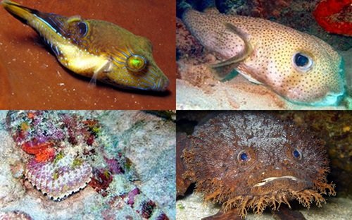 Four puffer fish identification