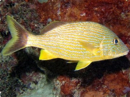 Blue Striped Grunt