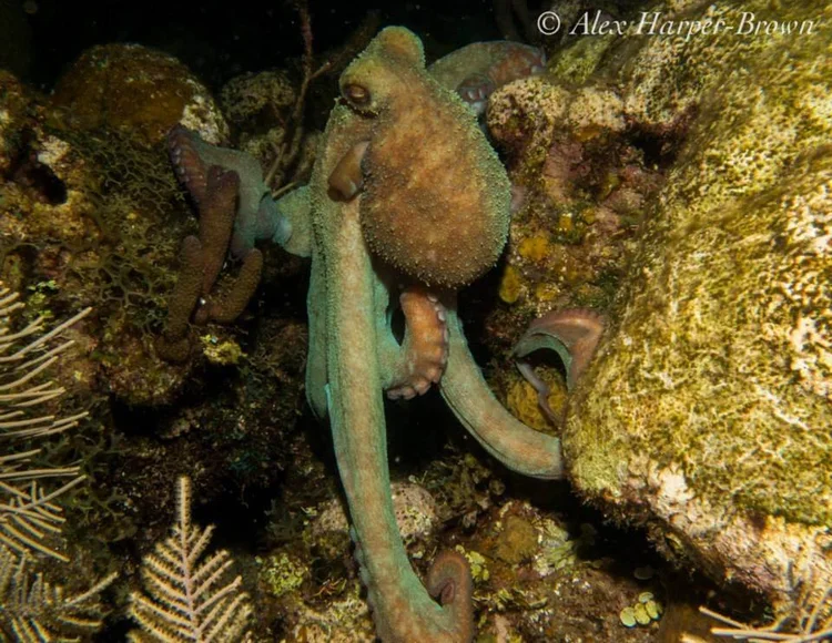 Caribbean octopus encountered on a night dive in Roatan