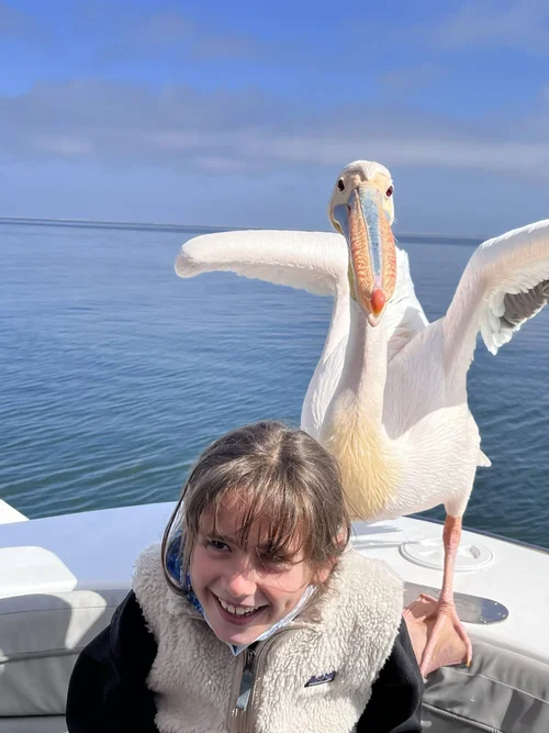 Pelican aboard a Walvis Bay boat trip, Namibia