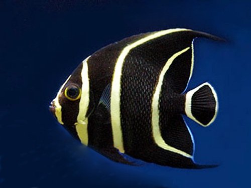 French Angel Juvenile