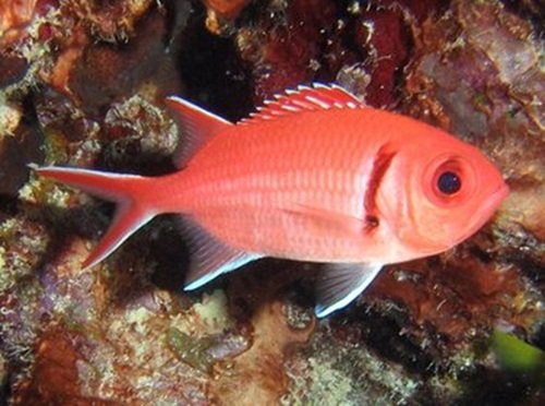 Black Bar Soldierfish