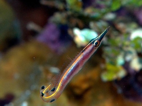Arrow Blenny