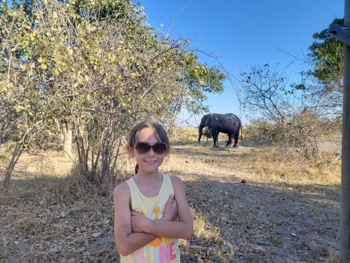 African bush elephant grazing in Botswana