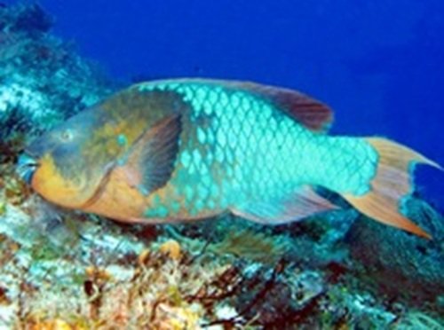 Rainbow Parrot Fish