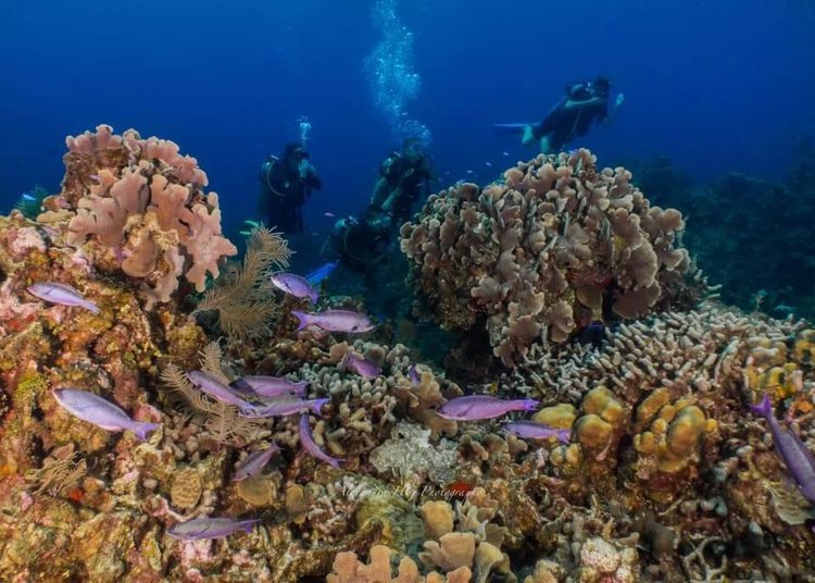 Healthy coral reef in Roatan, Honduras