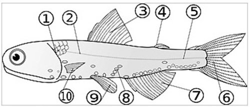Fish Anatomy Diagram