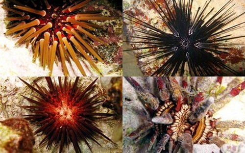 Four urchin types