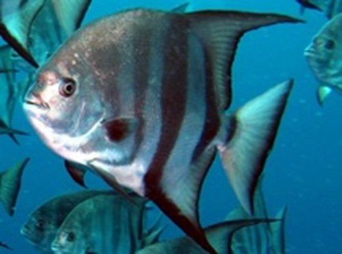 Atlantic Spadefish