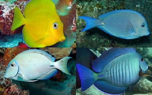 Four fish identification image