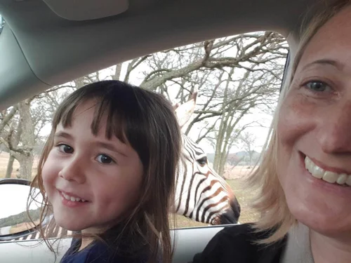 Drive-through safari with zebra at car window