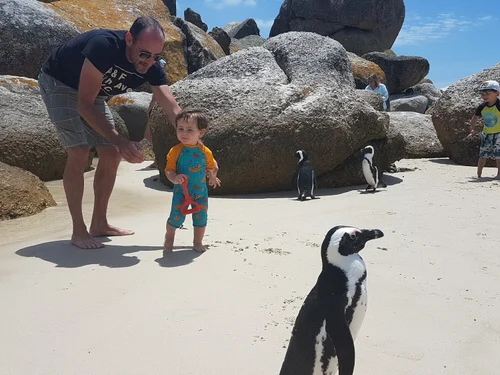 African penguins on Boulders Beach, Cape Town