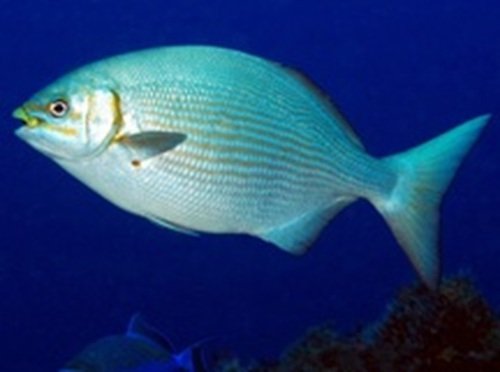 Chub Fish