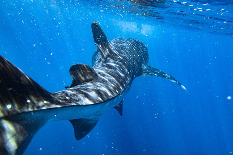 Whale shark sighting in Roatan, Honduras