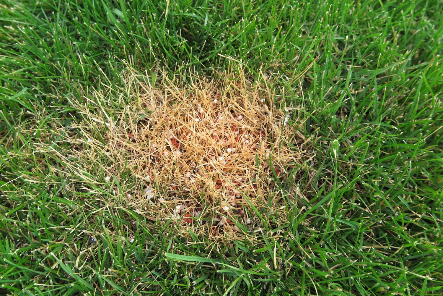 What Is Fertilizer Burn and How to Treat it? | Lehigh Landscaping,...
