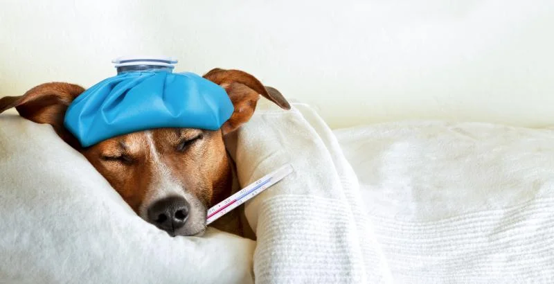 Dog resting after boarding wellness guide