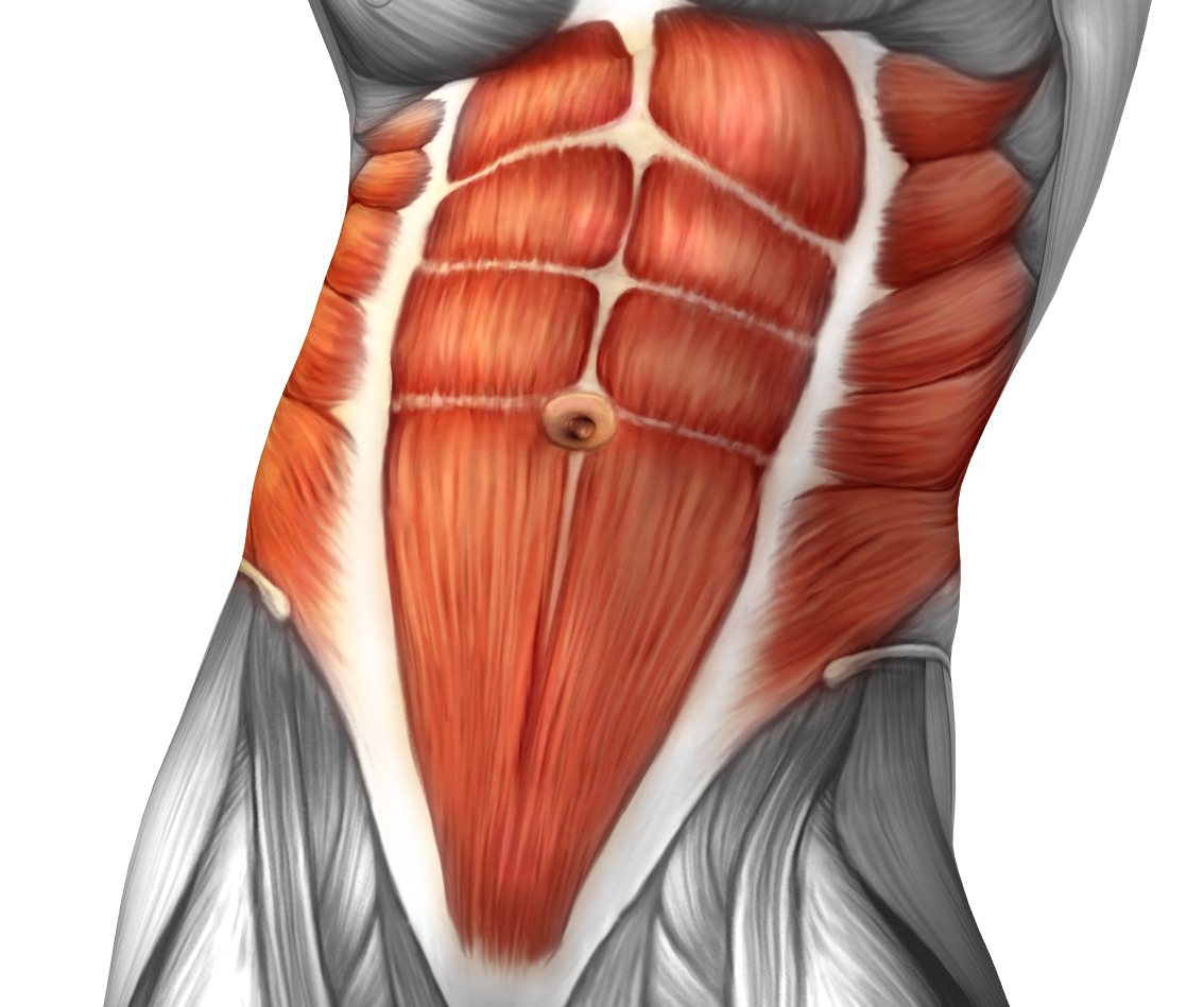 Rectus abdominis мышца